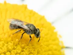 Occidental Sweat Bee thumbnail 4