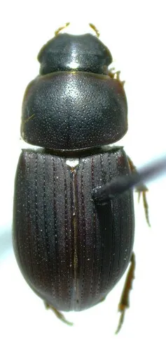 Caligodorus opacus