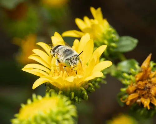 Anthophora peritomae