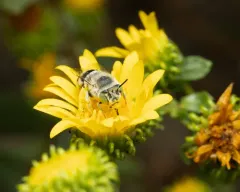 Anthophora peritomae thumbnail 1