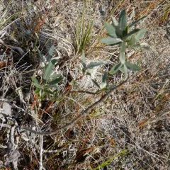Sage-leaf willow thumbnail 3