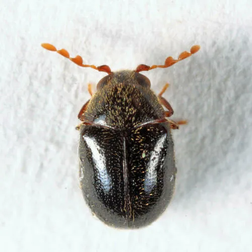 Byrrhodes intermedius