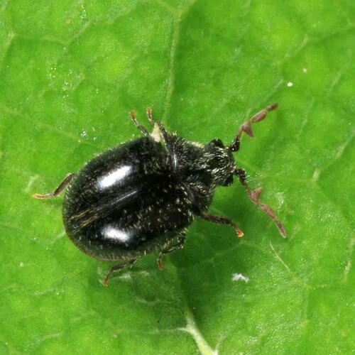 Caenocara blanchardi