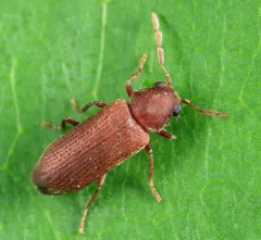 Hemicoelus pusillus thumbnail 2
