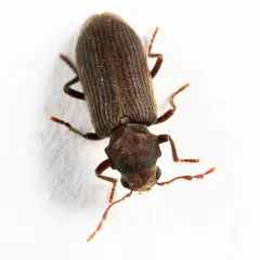Microbregma emarginatum thumbnail 1
