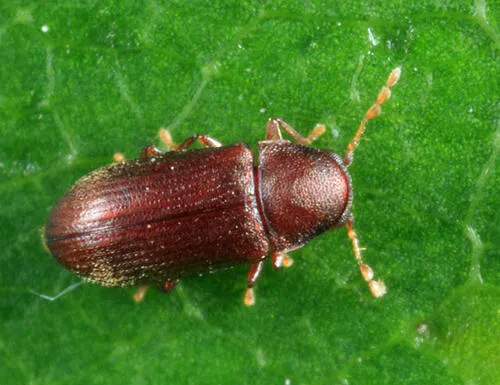 Petalium debile