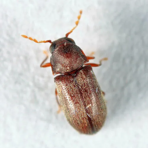 Petalium incisum