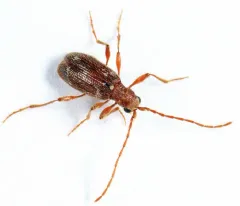 Hairy Spider Beetle thumbnail 2