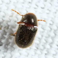 Striatheca lineata thumbnail 2