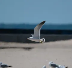 Black-tailed Gull thumbnail 2