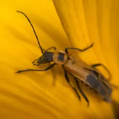 Goldenrod Soldier Beetle thumbnail 4