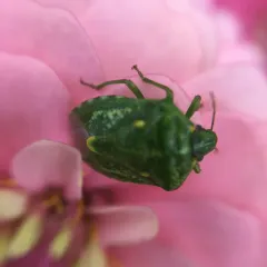 Juniper Stink Bug thumbnail 4