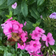 Hummingbird Clearwing thumbnail 4