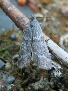Polopeustis arctiella thumbnail 4