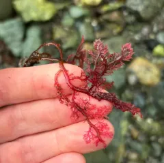 Plocamium pacificum thumbnail 4