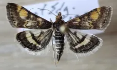 Pyrausta tuolumnalis thumbnail 2