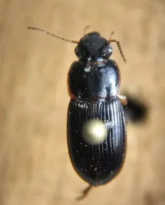 Harpalus somnulentus thumbnail 4