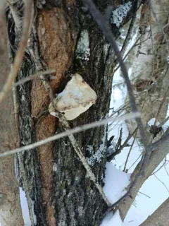Diamond Willow Fungus thumbnail 3