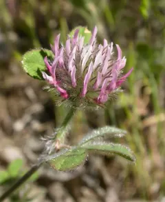 Rose Clover thumbnail 4