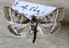 Ostrinia marginalis thumbnail 3