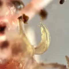Scytonotus bergrothi thumbnail 2