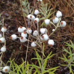 pearly everlasting thumbnail 5