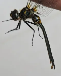 Kennedy's Emerald thumbnail 3
