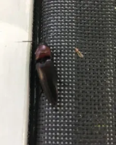Attenuated Click Beetle thumbnail 2