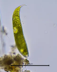 Lepocinclis oxyuris thumbnail 3