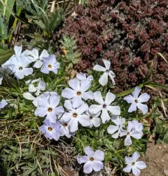 cushion phlox thumbnail 2