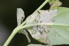 Neoheliodines cliffordi thumbnail 2