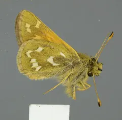 Plains Branded Skipper thumbnail 4