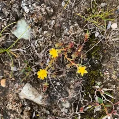 Yellow Saxifrage thumbnail 4