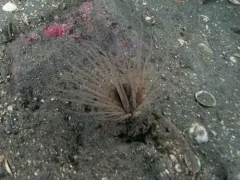 Pachycerianthus torreyi thumbnail 3