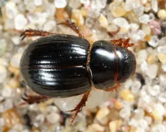 Aegialia arenaria thumbnail 1