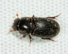Black Fairway Beetle thumbnail 2