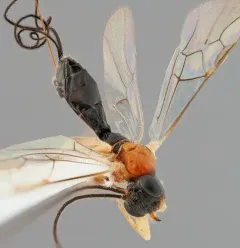 Charmon cruentatus thumbnail 4