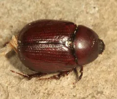 Aphonus castaneus thumbnail 1