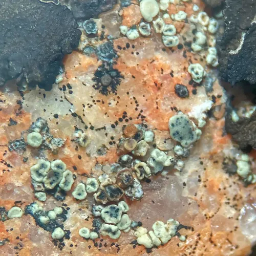 Cercidospora epipolytropa