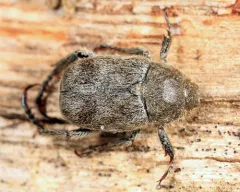 Dark hoplia thumbnail 2