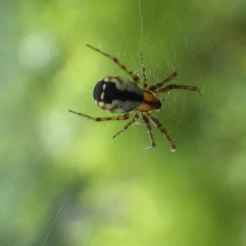 Tuft-legged Orbweaver