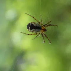 Tuft-legged Orbweaver thumbnail 1