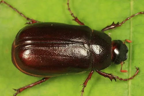 Phyllophaga fraterna