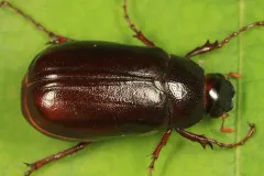 Phyllophaga fraterna thumbnail 1