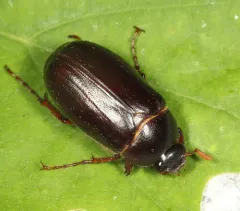 Phyllophaga fusca thumbnail 2