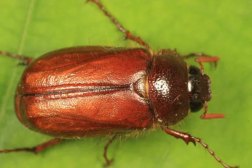 Phyllophaga longispina