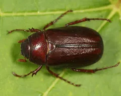 Phyllophaga marginalis thumbnail 1