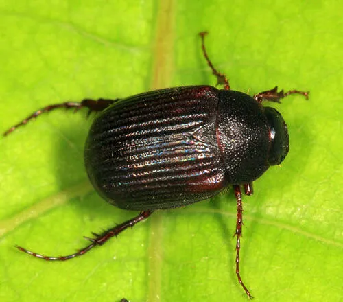 Serica blatchleyi