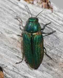 Buprestis adjecta thumbnail 4