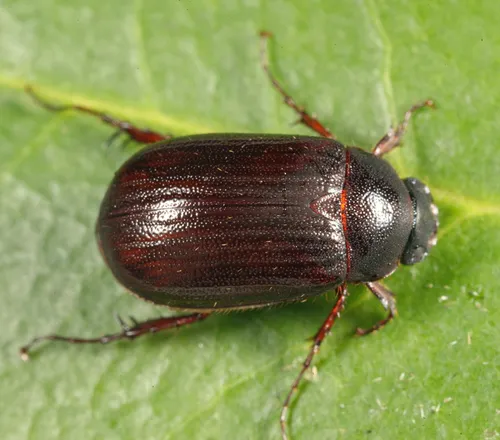 Serica georgiana